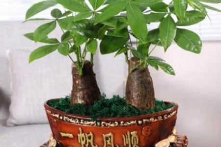 最好的风水树有哪些是什么树