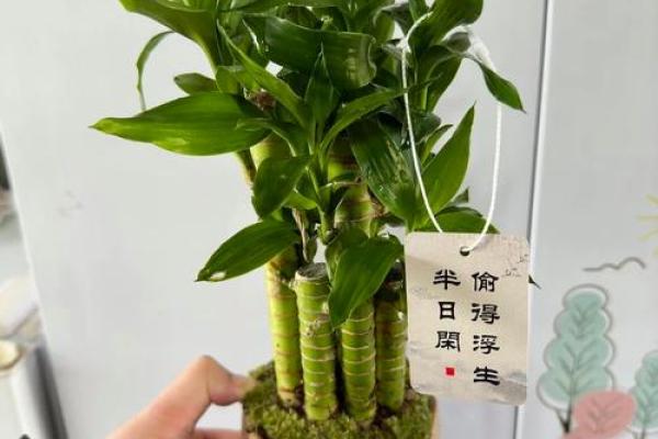 怎样养出富贵吉祥的好风水
