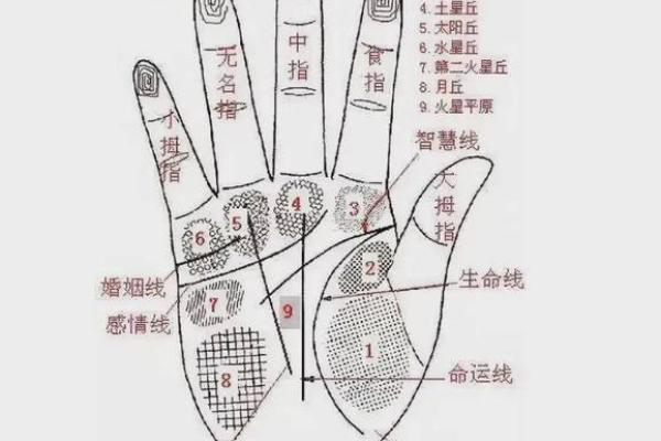 手相“影响线”算命图解