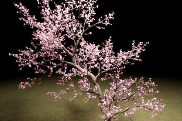 旺桃花风水，旺桃花运四大妙招