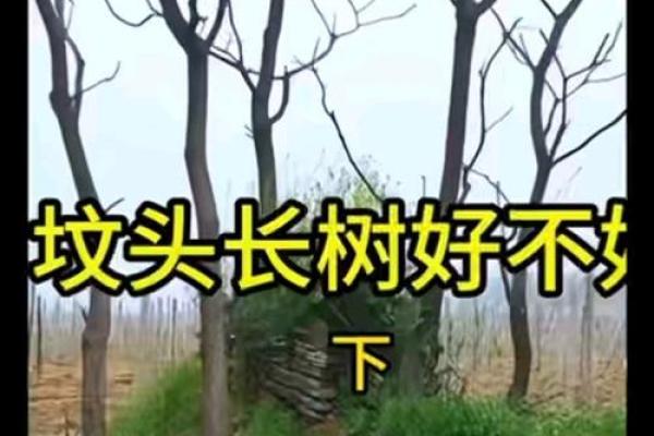 风水鬼故事之坟头怪树
