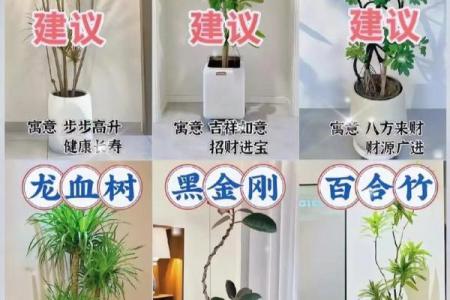 旺运风水局，如何使用植物布局