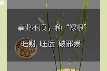 家种姜风水好吗