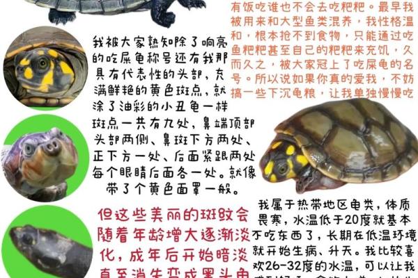 乌龟一般养几只吉利养龟风水养单数还是双数好