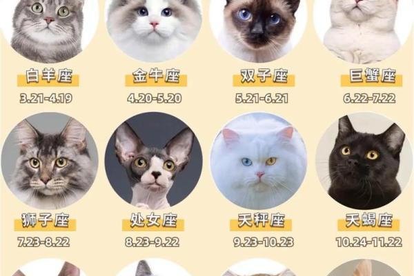 十二星座双子适合养猫狗嘛