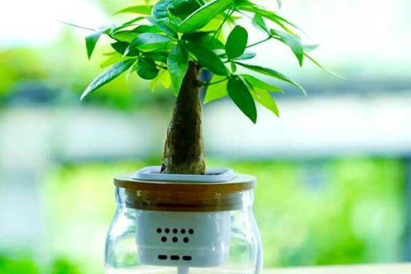 阳台植物摆放旺财风水
