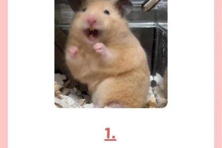 家里养仓鼠对风水好吗