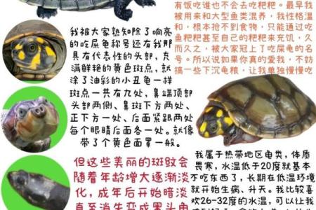 乌龟一般养几只吉利养龟风水养单数还是双数好