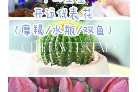 十二星座适合什么花最有灵性和灵感