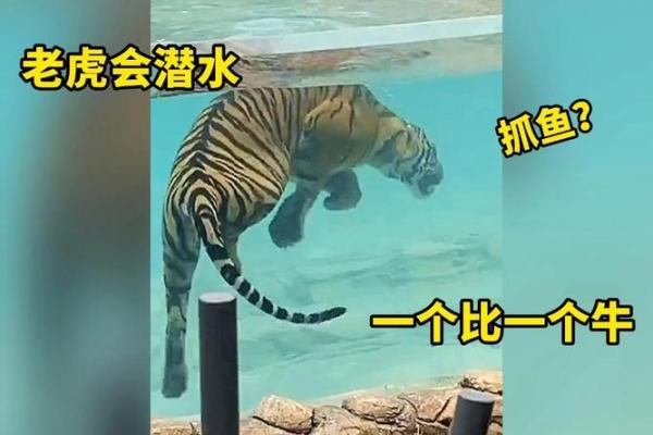 虎与最佳配鱼是什么  虎的最佳配对是什么