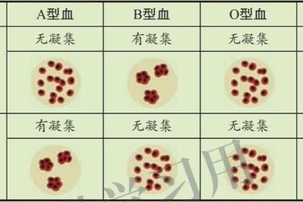 太容易相信别人的血型