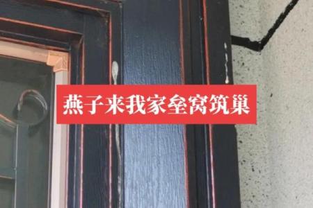 窗户筑巢风水禁忌