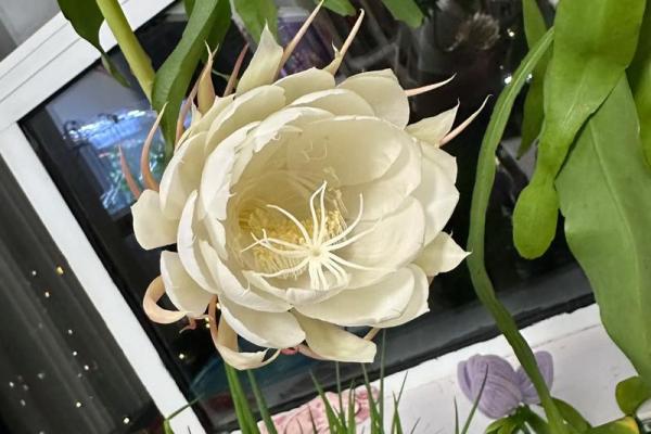 风水讲究，家里面养昙花好不好