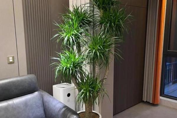 假花摆放在家里影响风水有哪些方面呢