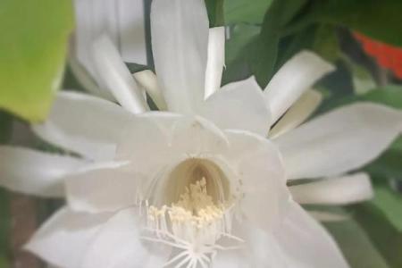 风水讲究，家里面养昙花好不好