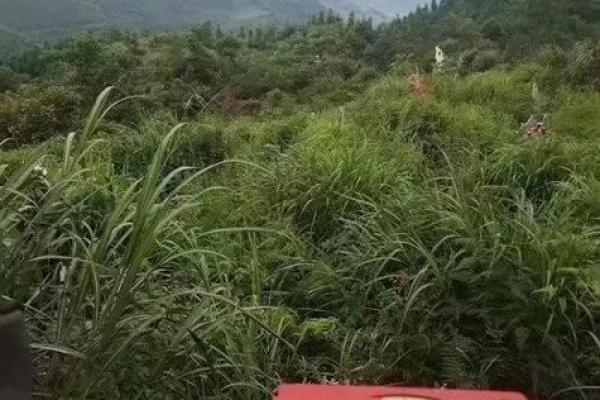 关于住宅和墓地风水的可信度真实性如何