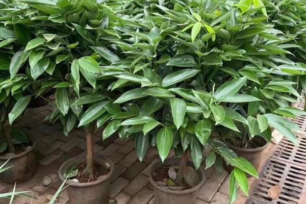 室内盆栽植物的介绍和风水作用