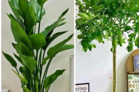 室内盆栽植物的介绍和风水作用