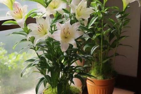 横财风水：财位适宜摆放的花卉