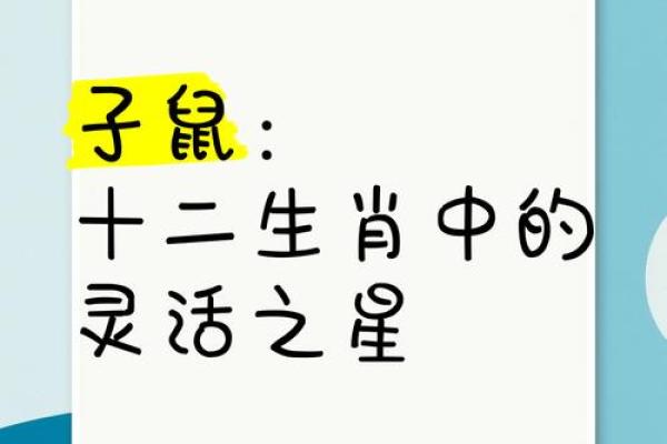 老鼠紫微斗数全书共几卷 老鼠 紫菀？