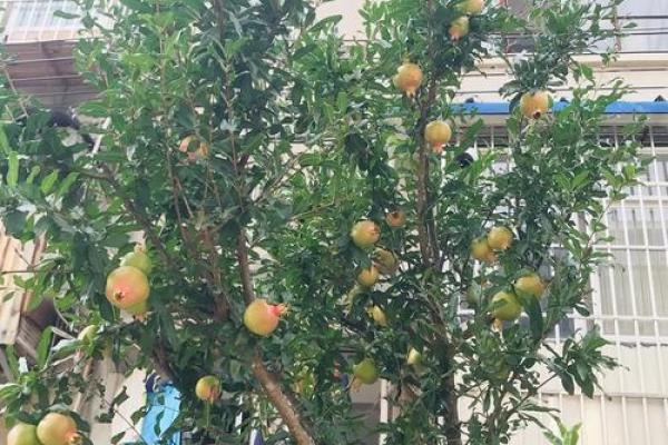 玄关摆放植物有什么风水讲究
