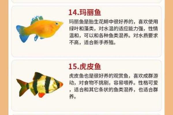 养金鱼有哪些风水讲究-