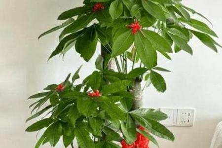 玄关摆放植物有什么风水讲究