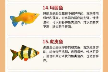 养金鱼有哪些风水讲究-