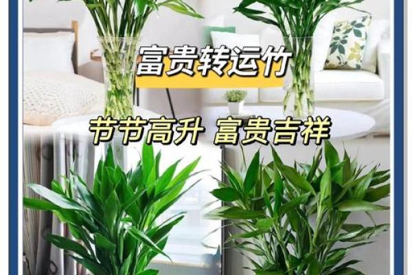 富贵竹究竟摆放在什么方位好呢