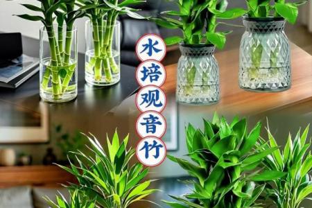 富贵竹究竟摆放在什么方位好呢
