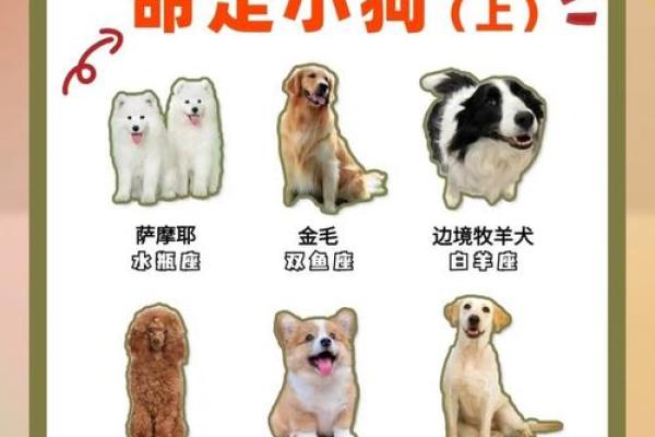 12星座适合养的什么狗