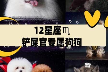 12星座适合养的什么狗