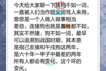 算命的说狗和猪好不好
