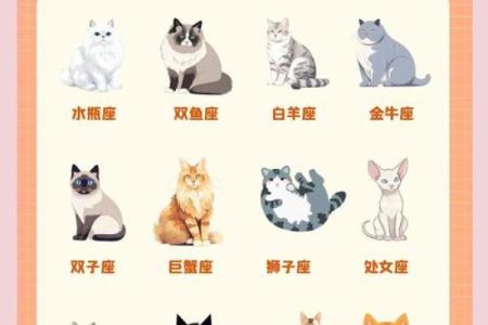 十二星座养什么猫适合