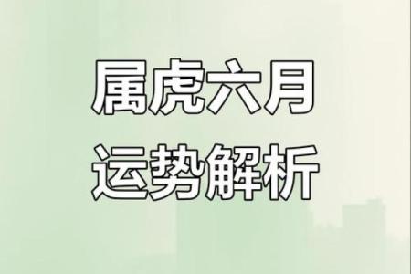 属虎哪个星座运势更好