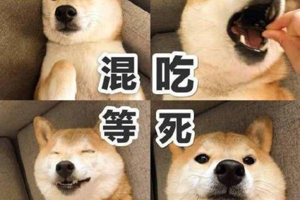 间歇性踌躇满志 持续性混吃等死的星座