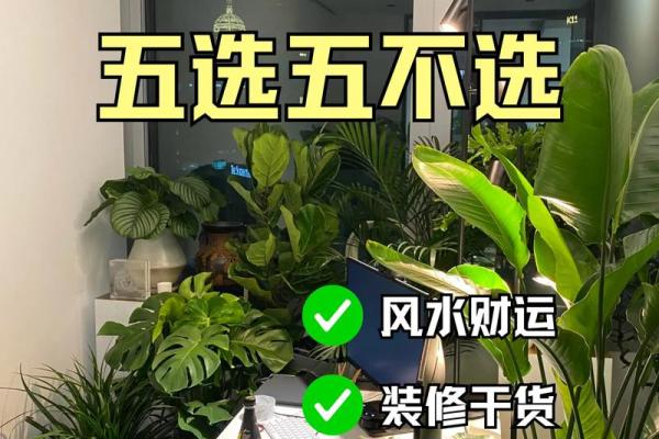 风水选择书房放什么植物好有助于学习氛围