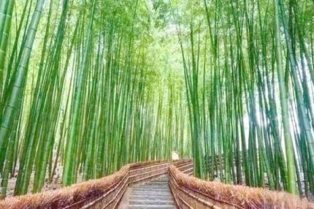 绿色 风水