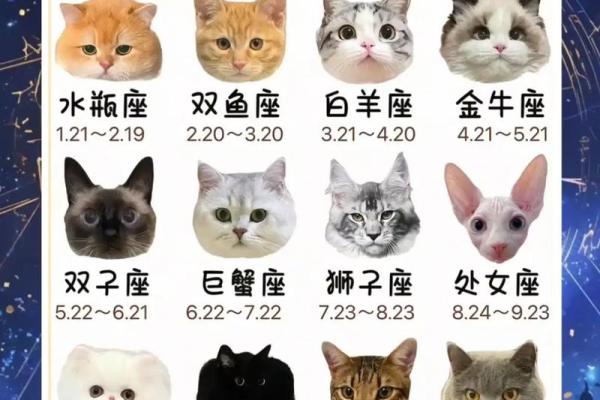 星座最适合什么猫类