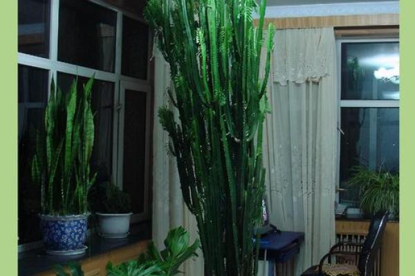 如何通过养植物改善室内风水