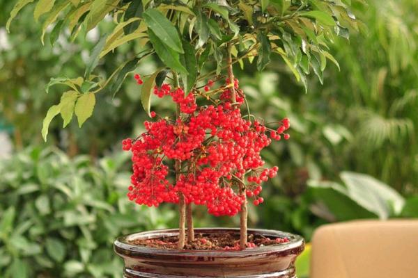 风水什么花招财又旺宅好养吉祥植物