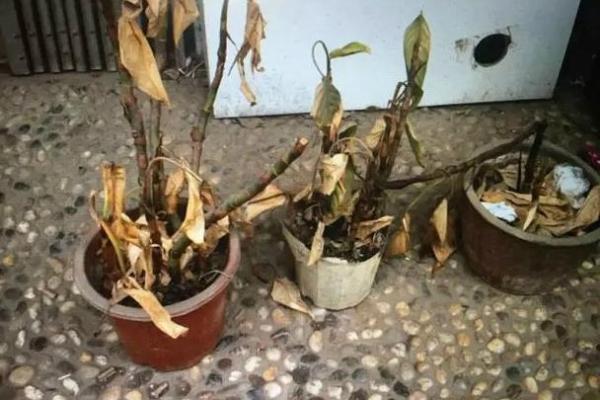 家中破旧东西处理风水