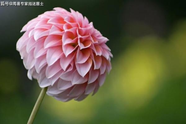 风水二八佳人是什么生肖最恰当