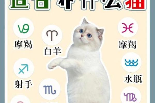 十二星座什么地方适合养猫