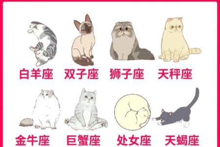十二星座什么地方适合养猫