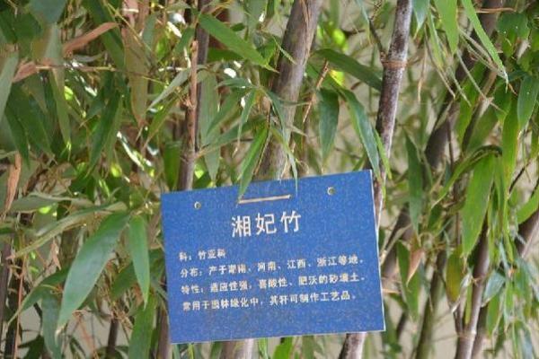 湘妃竹风水