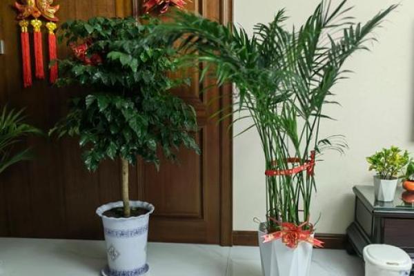 房屋摆放假花会影响到风水吗，有什么讲究呢