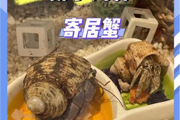 寄居蟹风水