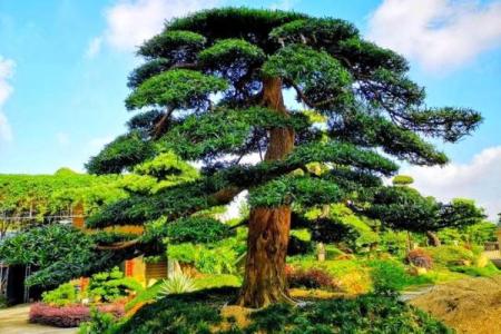 房子周围栽树风水