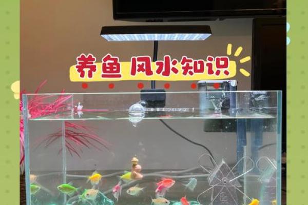 家里养鱼也有风水讲究这么一说